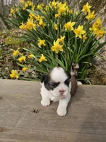 Luke Ckc, a female Shih Tzu for sale in Blairsville, GA – Photo 2 of 6