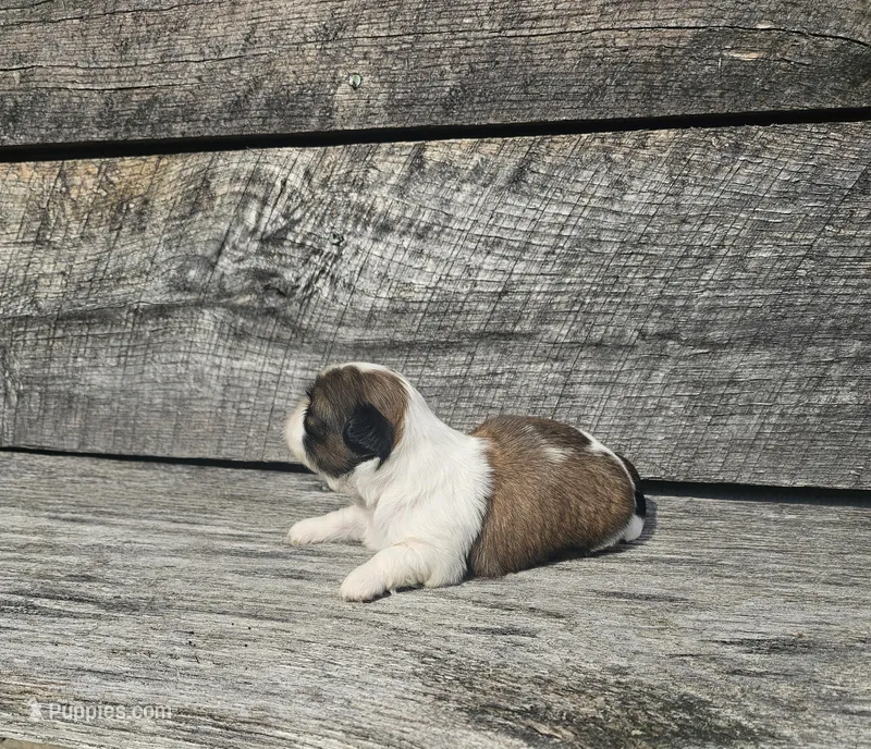 Luke Ckc – Shih Tzu puppy on hold in Blairsville, GA