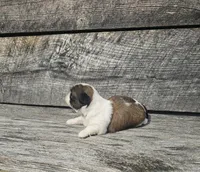 Luke Ckc, a female Shih Tzu for sale in Blairsville, GA – Photo 1 of 6