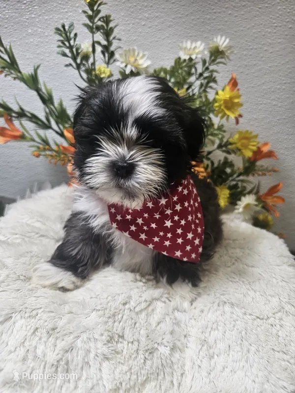 Cody Ckc – Shih Tzu puppy for sale in Blairsville, GA