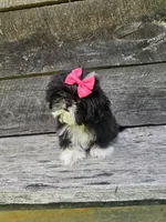 Willow Ckc, a female Shih Tzu for sale in Blairsville, GA – 8 of 9