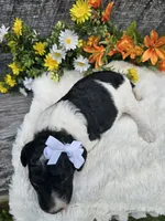 Selena Ckc, a female Poodle - Standard  for sale in Blairsville, GA – 5 of 5