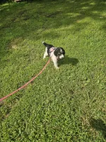 Zelda Ckc, a female Poodle - Standard  for sale in Blairsville, GA – 6 of 10