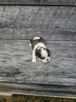 Sheba Ckc, a female Shih Tzu for sale in Blairsville, GA – Photo 5 of 7