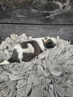 Sheba Ckc, a female Shih Tzu for sale in Blairsville, GA – Photo 4 of 7