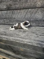 Sheba Ckc, a female Shih Tzu for sale in Blairsville, GA – Photo 6 of 7