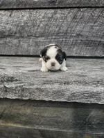 Sheba Ckc, a female Shih Tzu for sale in Blairsville, GA – Photo 3 of 7