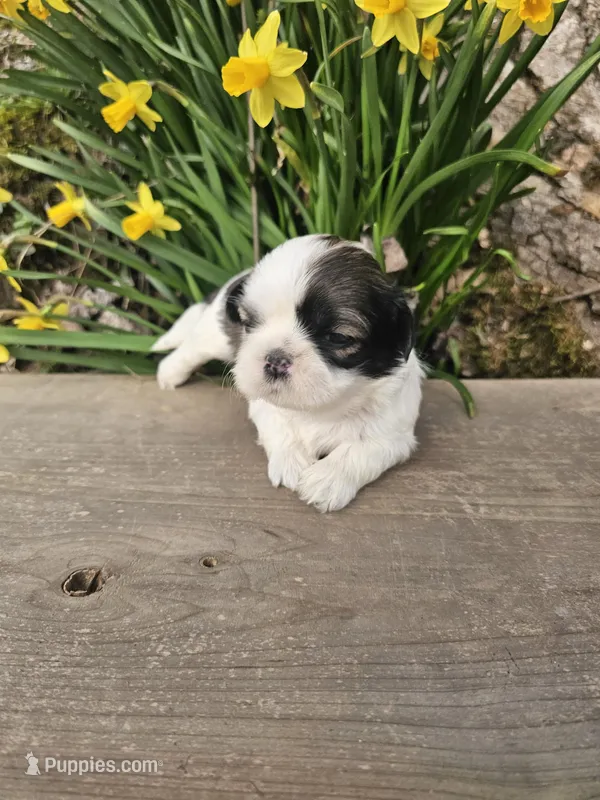 Sheba Ckc – Shih Tzu puppy for sale in Blairsville, GA