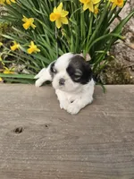Sheba Ckc, a female Shih Tzu for sale in Blairsville, GA – Photo 1 of 7