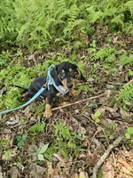 Oscar Ckc, a male Miniature Dachshund for sale in Blairsville, GA – 4 of 9