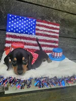 Oscar Ckc, a male Miniature Dachshund for sale in Blairsville, GA – 2 of 8