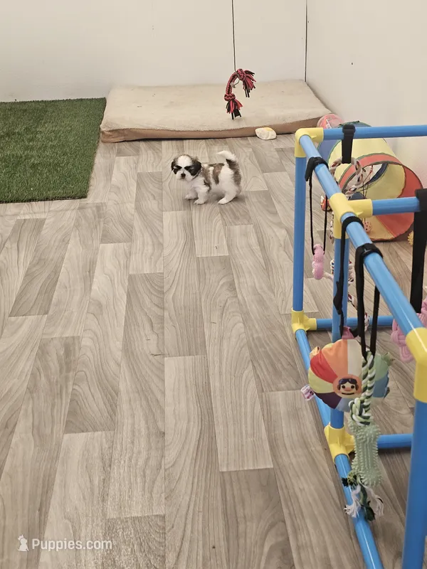 Izzy Ckc – Shih Tzu puppy for sale in Blairsville, GA