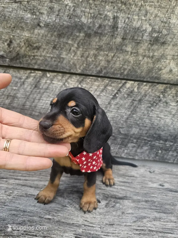 Oscar Ckc – Miniature Dachshund puppy for sale in Blairsville, GA
