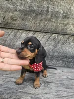 Oscar Ckc, a male Miniature Dachshund for sale in Blairsville, GA – 1 of 8