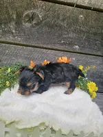 Zeke Ckc, a male Yorkshire Terrier for sale in Blairsville, GA – 2 of 4