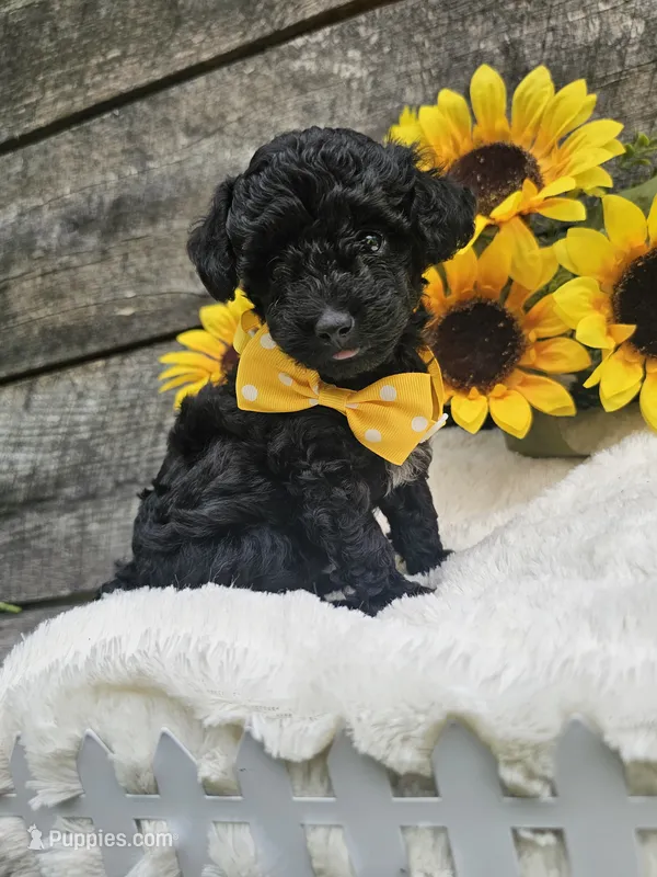 Tyson Ckc – Poodle - Toy  puppy for sale in Blairsville, GA