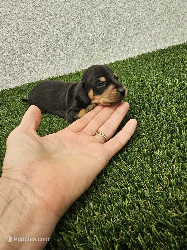 Oscar Ckc – Miniature Dachshund puppy for sale in Blairsville, GA