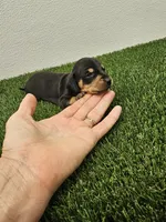 Oscar Ckc, a male Miniature Dachshund for sale in Blairsville, GA – 1 of 3