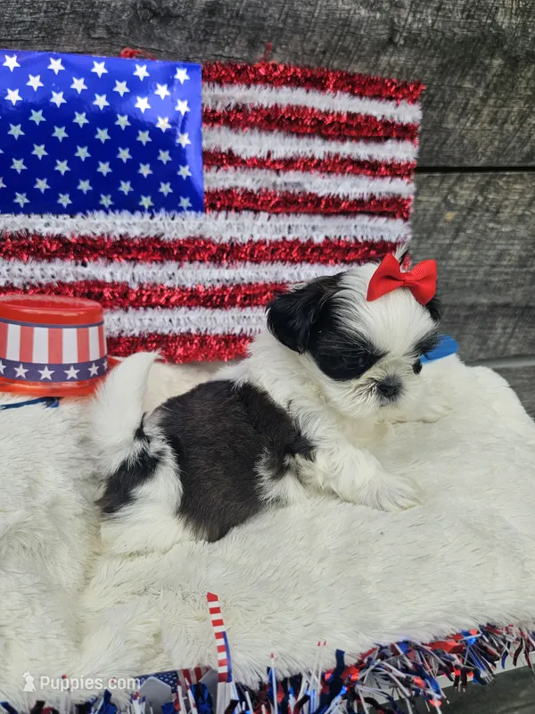 Nina Ckc  – Shih Tzu puppy for sale in Blairsville, GA