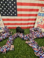 Tyson Ckc, a male Poodle - Toy  for sale in Blairsville, GA – 3 of 4