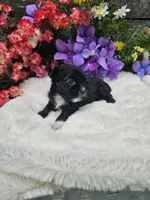 Jenny Ckc, a female Shih Tzu for sale in Blairsville, GA – 2 of 4