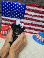 Jenny Ckc, a female Shih Tzu for sale in Blairsville, GA – 6 of 8