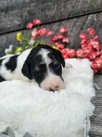 Zelda Ckc, a female Poodle - Standard  for sale in Blairsville, GA – 5 of 6