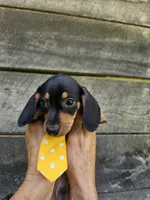 Charlie Ckc, a male Miniature Dachshund for sale in Blairsville, GA – 3 of 10