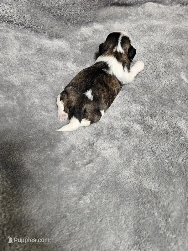 Katie Ckc – Shih Tzu puppy for sale in Blairsville, GA