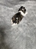 Katie Ckc, a female Shih Tzu for sale in Blairsville, GA – 1 of 4