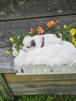 Bandit , a male Shorkie for sale in Blairsville, GA – 3 of 5