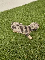 Ruben Ckc, a male Miniature Dachshund for sale in Blairsville, GA – 3 of 4