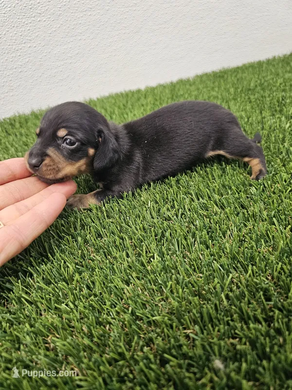 Charlie Ckc – Miniature Dachshund puppy for sale in Blairsville, GA