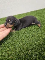 Charlie Ckc, a male Miniature Dachshund for sale in Blairsville, GA – 1 of 3