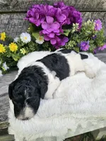 Lacey Ckc, a female Poodle - Standard  for sale in Blairsville, GA – 4 of 5