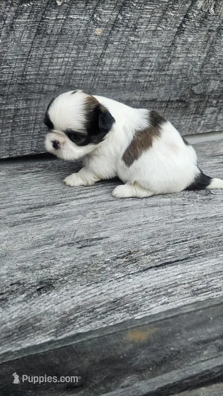GiGi Ckc – Shih Tzu puppy for sale in Blairsville, GA
