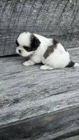 GiGi Ckc, a female Shih Tzu for sale in Blairsville, GA – 1 of 5