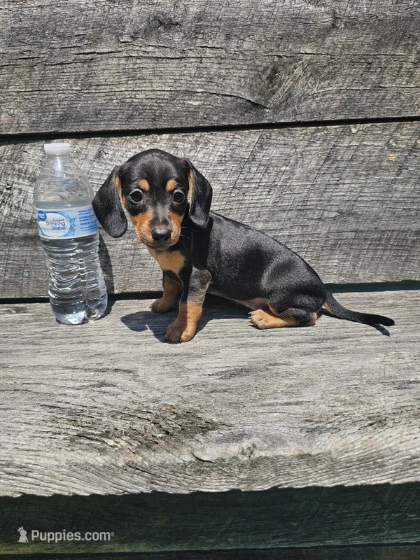Otis Ckc – Miniature Dachshund puppy for sale in Blairsville, GA