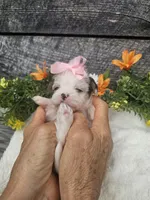 Dolly, a female Shorkie for sale in Blairsville, GA – 6 of 9