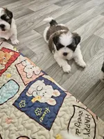 Shay Ckc, a female Shih Tzu for sale in Blairsville, GA – 4 of 10