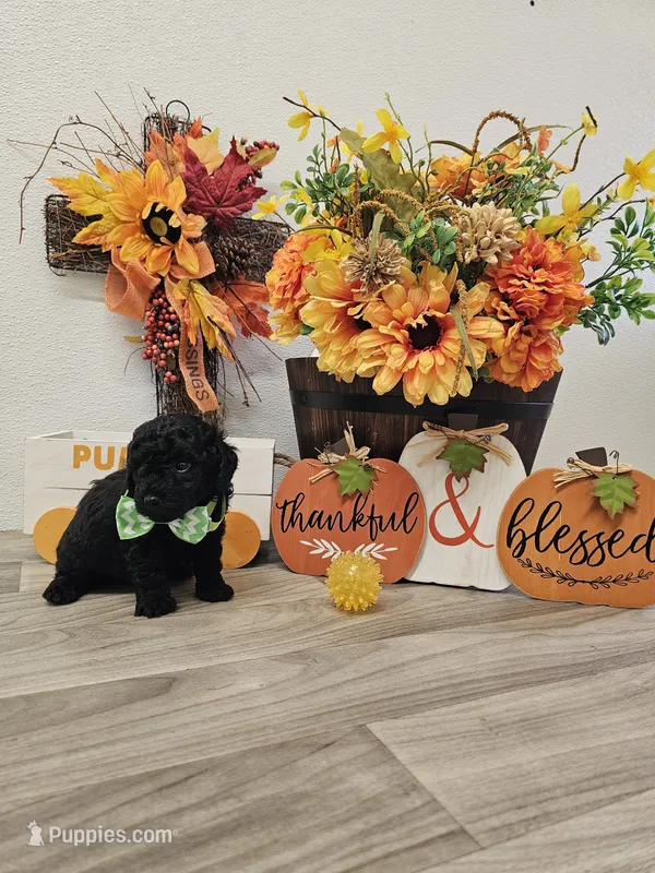 Ebony Ckc – Poodle - Toy  puppy for sale in Blairsville, GA