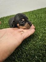 Charlie Ckc, a male Miniature Dachshund for sale in Blairsville, GA – 2 of 3