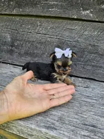 Mabel Ckc, a female Yorkshire Terrier for sale in Blairsville, GA – 3 of 4