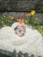 Marley , a female Shorkie for sale in Blairsville, GA – 4 of 9