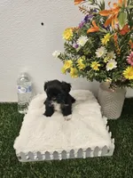 Jenny Ckc, a female Shih Tzu for sale in Blairsville, GA – 3 of 8