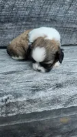 Snickers Ckc, a male Shih Tzu for sale in Blairsville, GA – 5 of 5