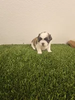 Shay Ckc, a female Shih Tzu for sale in Blairsville, GA – 2 of 7
