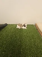 Shay Ckc, a female Shih Tzu for sale in Blairsville, GA – 6 of 7