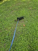Charlie Ckc, a male Miniature Dachshund for sale in Blairsville, GA – 8 of 10