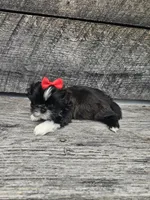 Willow Ckc, a female Shih Tzu for sale in Blairsville, GA – 5 of 8